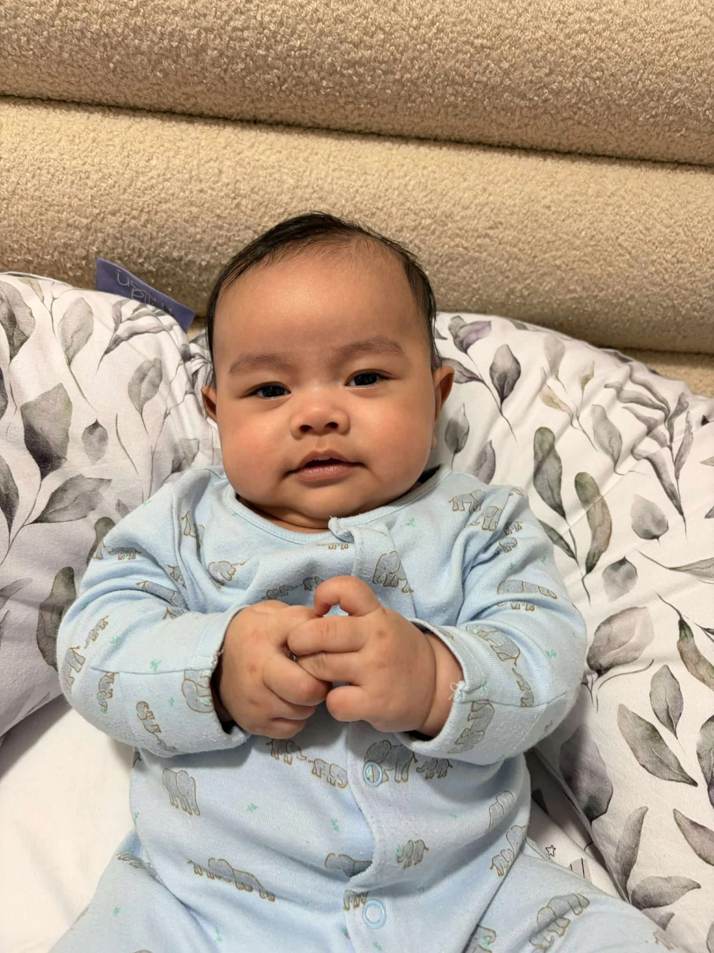 Kensho with tiny hands folded together